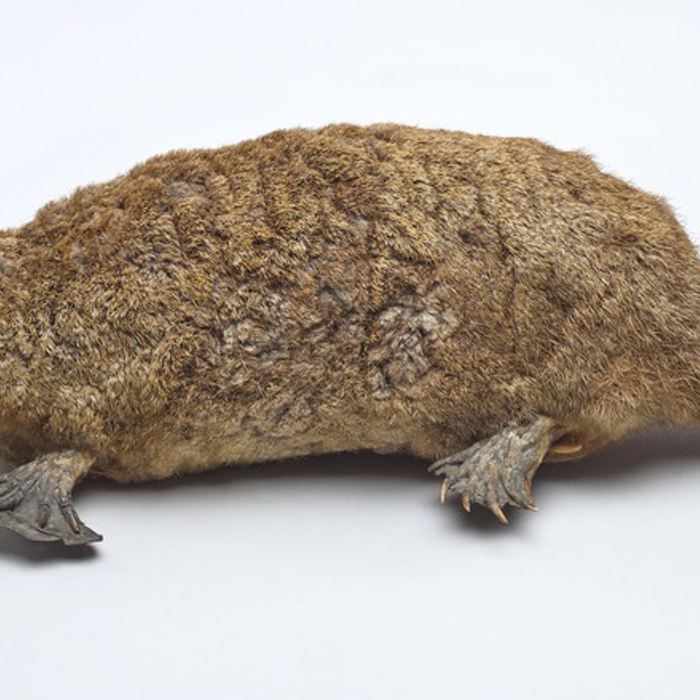 A Taxidermy Study Of A Duck Billed Platypuss Sold £1,500