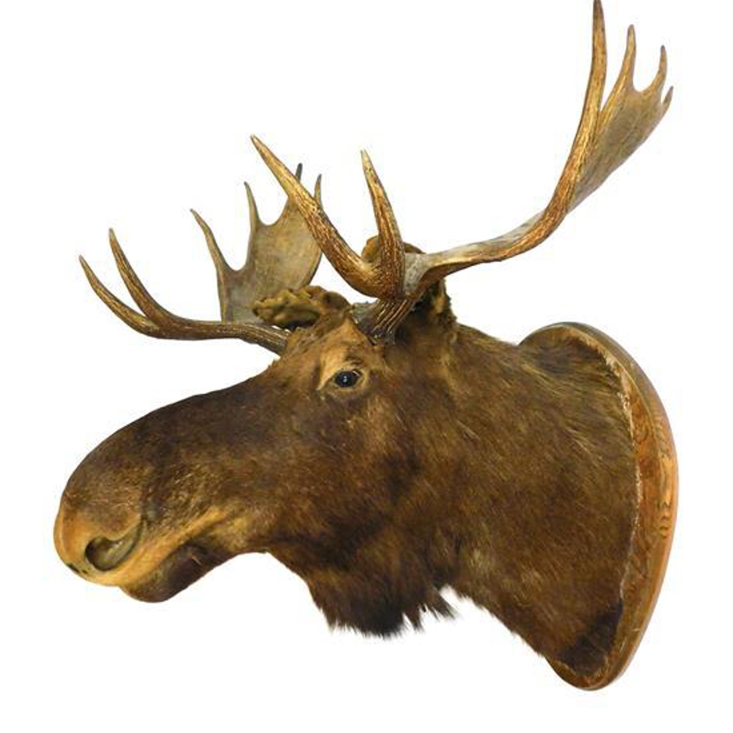 A Taxidermy Study Of A Moose, Sold £1,700