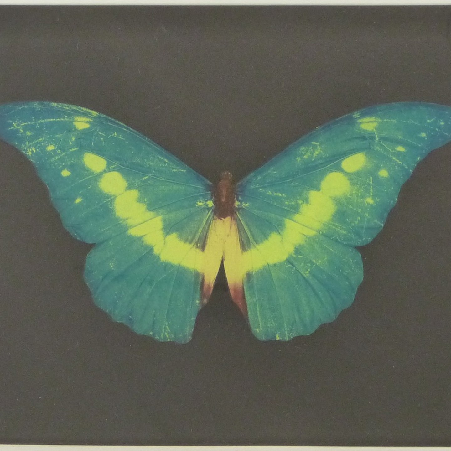 Damien Hirst (British B1965) Signed Butterfly Print Sold Ś3,800
