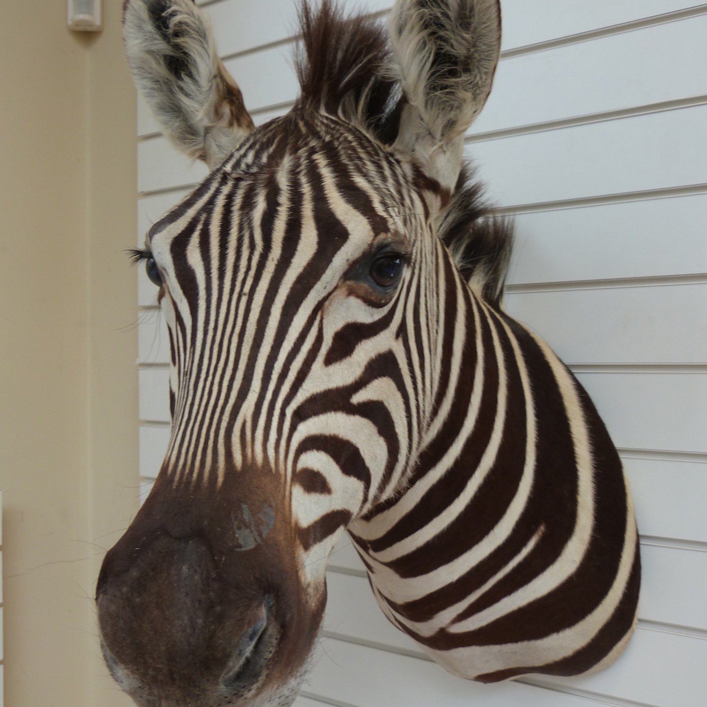 A Taxidermy Shoulder Mounted Head Of A Zebra. Sold For £1,250