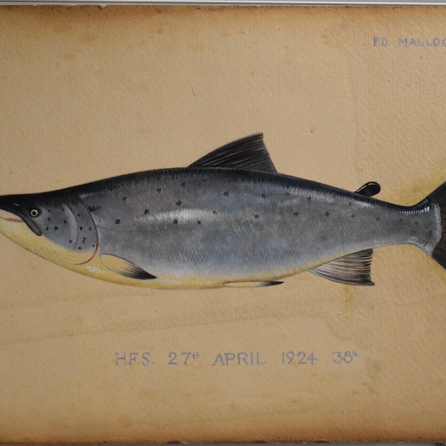 P.D Malloch Perth Watercolour Study Of A Salmon, Titled H.F.S, 38Lb 27Th April 1924 38Lb, Sold For £280